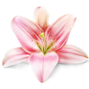 Lily