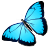 Blue Butterfly