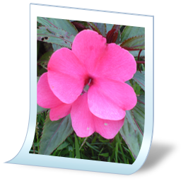Document Picture Png