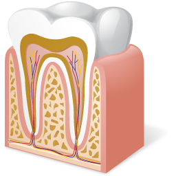 Tooth Anatomy